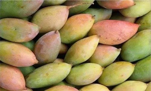 Govt of forms high-level ICAR panel as Totapuri mango prices crash; Andhra farmers to get value chain review